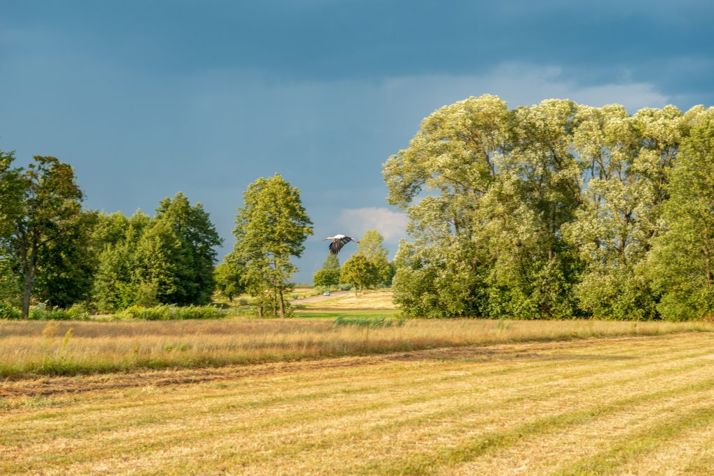 lecący bocian na polem Podsumowanie lata. Bilans wodny po wakacjach 2025 aktualność Stop suszy Start retencji