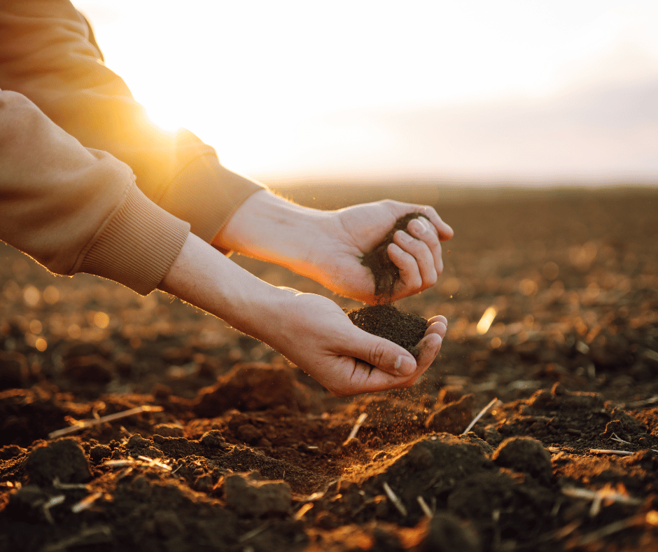 Ręce przesypujące suchą, sypką glebę na polu