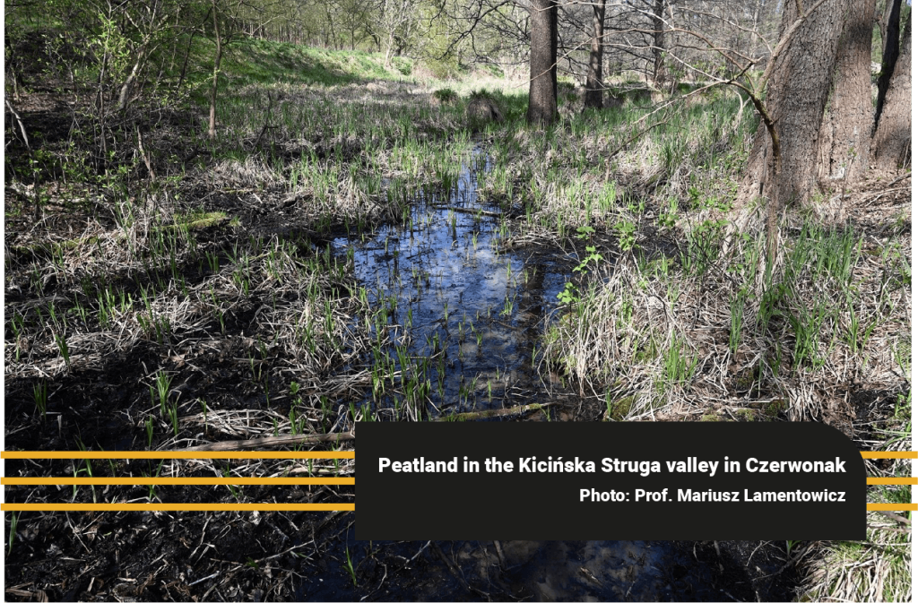 Peatland in the Kicińska Struga valley in Czerwonak as an example of a wetland supporting natural water retention.