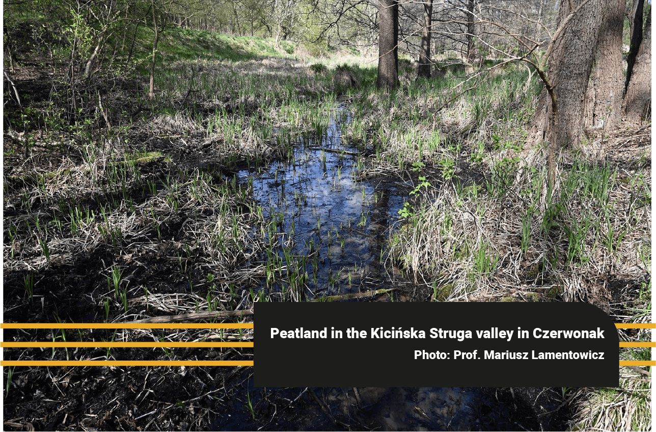 Peatland in the Kicińska Struga valley in Czerwonak as an example of a wetland supporting natural water retention.