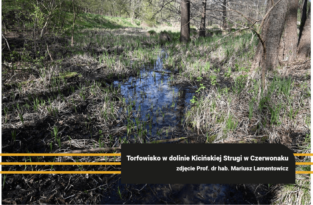 Torfowisko w dolinie Kicińskiej Strugi w Czerwonaku jako przykład mokradła wspierającego naturalną retencję.
