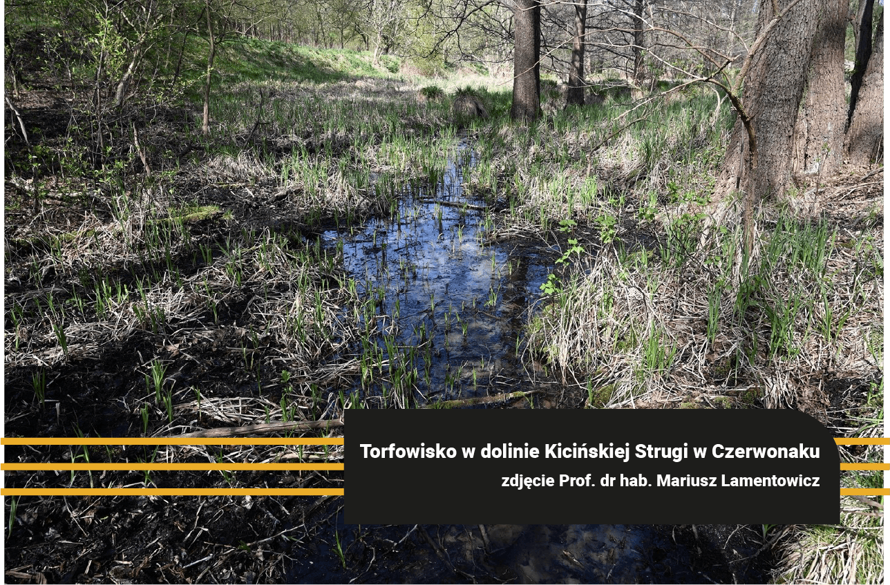 Torfowisko w dolinie Kicińskiej Strugi w Czerwonaku jako przykład mokradła wspierającego naturalną retencję.